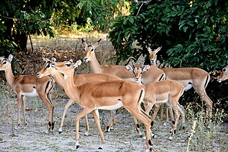 best time tanzania safari